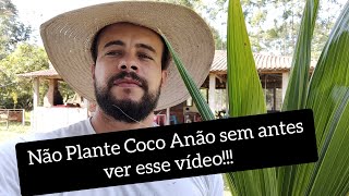 COMO PLANTAR MUDA DE COCO ANÃO - (Boteco do véio parte 3) - Plantar muda de COCO do JEITO CERTO.