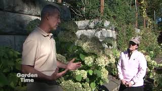 Fall Hydrangea Pruning