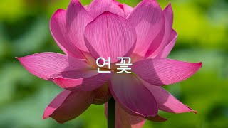 [4K] .한국의 자연 풍경. 연꽃.4K .Nature scenery in South Korea.Lotus flower