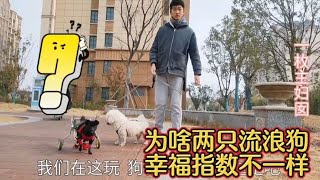 收养的2只流浪狗，幸福指数不一样，原来是这原因Stray dog#流浪狗#残疾狗 #收养【一枚主妇囡】