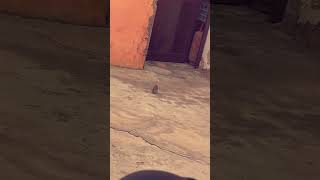 ਕਿੰਨੇ ਦਿਨਾ ਬਾਅਦ ਦੇਖਿਆ ਇੰਨੂ #shortvideo #ytshorts #birds #sparow #parrots #ytshorts #cute #eagles #tp