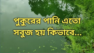 আমাদের পুকুরের পানি এতো সবুজ হয় কিভাবে// Fishing \u0026 Sell BD