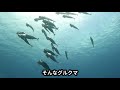 小魚達とお祝いだ〜！！記念ダイブ！！2021年7月4日のダイビングハイライト【沖縄県　石垣島　ダイビング】