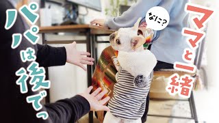 ママと一緒にいたい犬、パパを拒む…【フレンチブルドッグ】【French bulldog puppy】