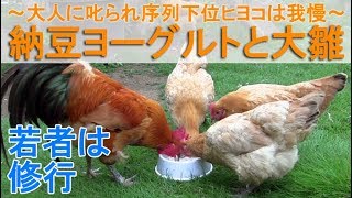 納豆ヨーグルトと大雛～大人ニワトリに叱られる序列社会のヒヨコは我慢～