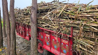 रात की बारिश हमारे यहाँ बड़ी जबरदस्त गिर गया गन्ना पौधा प्रधान जी की फँस गई गन्ने की ट्राली