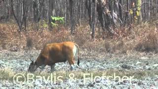 Banteng (Bos javanicus), Cambodia. 20150227_102453.m2ts