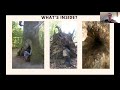 webinar the wisdom of the ancients learning from ancient forests u0026 trees