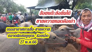 บรรยากาศการซื้อ-ขายควายตลาดนัดชมภูบุตร  ร้อยเอ็ด (27 พ.ค. 66)