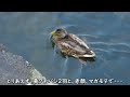 【雑種鳥】カルガモ×マガモ エクリプス？不思議な鴨