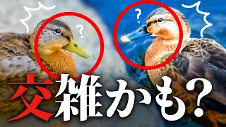 【雑種鳥】カルガモ×マガモ?エクリプス？不思議な鴨