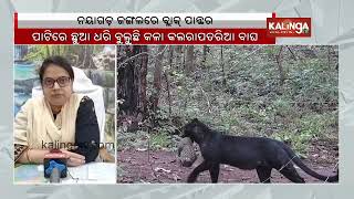 Rare melanistic leopard and cub spotted in Odisha's Nayagarh forest | Kalinga TV