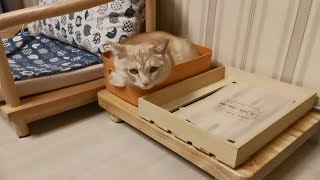 【盒子里的猫】12斤的卡蜜尔硬生生把自己塞进小盒子里