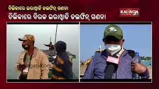 Annual Dolphin Census Continues At Chilika || KalingaTV