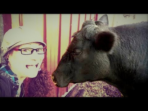 🔴 LIVE: Cow Playtime! 🔴 LIVE: Cow Playtime!