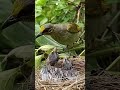 birds in vietnam - thu vui tay nguyen