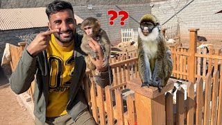 New Monkey Acha Hai Ya Jugoo?