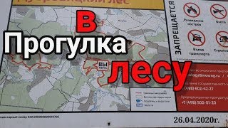 Прогулка в лесу. Весна 2020 . Подольск