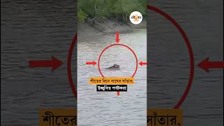 Sundarban Tiger: শীতের দিনে সুন্দরবনে দেখা মিলল বাঘের, উচ্ছ্বসিত পর্যটকরা । Ei Samay