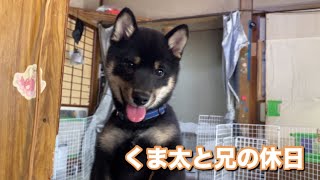 柴犬くま太と兄の休日