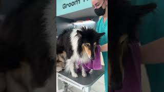 HUUUUUGE UNDERCOAT REMOVAL Rough Collie Grooming and Deshedding