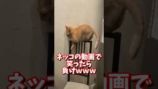 ネッコの動画で笑ったら負けｗｗｗ　#2ch #2ch動物スレ #2ch面白いスレ #動物 #犬 #猫 #癒やし #ねこ