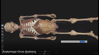 Anatomage Gross Anatomy