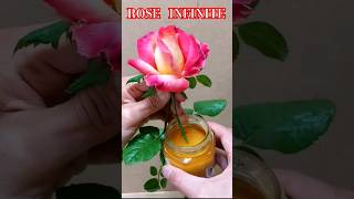 ROSE INFINITE moltiplicare così, IN UN MINUTO,  ROSE #rose #fiori #giardinaggio #googletricks