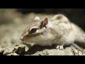 円山公園 野生のシマリス maruyama park sapporo city hokkaido wild chipmunk