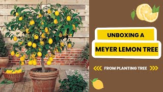 UNBOXING 📦 A Meyer Lemon Tree From Planting Tree | Product Review