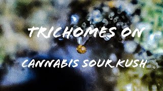 Trichomes on Cannabis Sour Kush