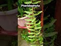 pteridophyta plant spore formation cryptogams shahbaz sayyed