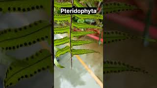 Pteridophyta Plant | Spore Formation | Cryptogams | Shahbaz Sayyed |