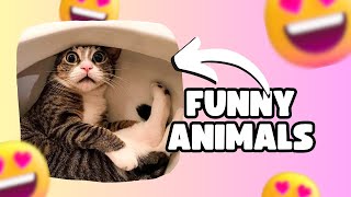 Funny Animals Moments Compilded - Momentos engraçados de animais ( link in description)