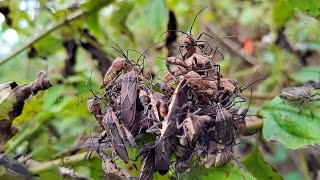 Coreidae Leaf-footed bug group