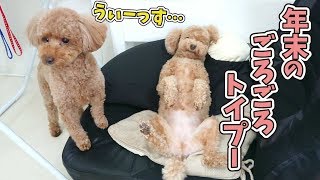 年末のごろごろトイプードル 🐶ひみつきちなう！②🐶  (チワワ ミニチュアダックス トイプードル ウエストハイランドテリア) 2019年12月28日