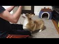 犬が脱いだら痩せたってだけ！【コーギーチロ】