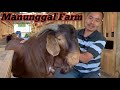 REVIEW CEMPE-CEMPE RED BOER DI MANUNGGAL FARM, HARGA 2,5 JUTA?? @alekbudisantoso9048