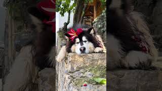 大王悠闲的躺在门口睡觉~#shorts #dog #puppies #pets