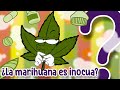 La marihuana ¿es nociva o saludable?