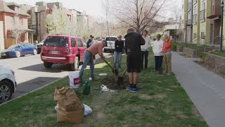 Stay cool this summer with free and discounted trees from a Denver nonprofit