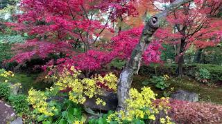 長岡天満宮 紅葉庭園(錦景苑)の紅葉3  2018年11月29日 秋【京都の紅葉】