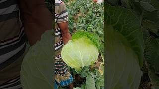 ক্ষেতের টাটকা বাঁধাকপি #agriculture #shortvideo