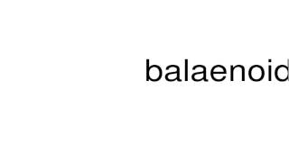 How to pronounce balaenoid