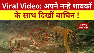 Sawai Madhopur के Ranthambore में बाघिन ने तीन शावकों को दिया जन्म ,देखिए नन्हे शावकों की Video