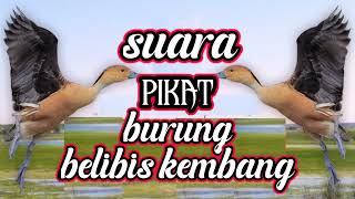 🔴SUARA PIKAT BELIBIS AMPUH ❗