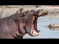 top 10 strongest animals that the lion never want to meet