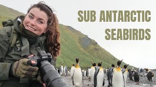 Wildlife Photography in Sub-Antarctic New Zealand and Australia