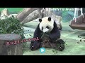 yuanzai found a lot of snacks yuanzai ate so happy. the giant panda yuan and yuan bao taipeizoo