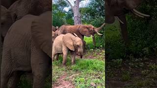 Baby elephant playing😳#elephant #wildelephant #animals #shorts